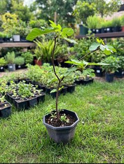 Healthy young fig tree 2 ft tall - only $50