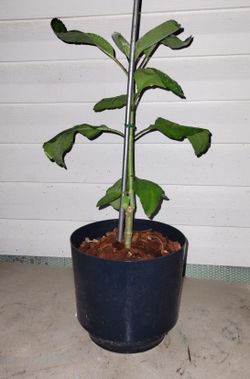 Leaf Of Life Plant 
