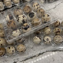 Quail Eggs 