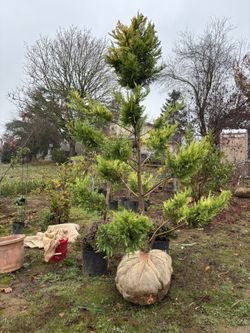 Golder Rider Pom Pom