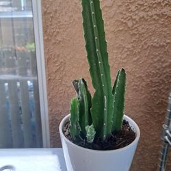 Stapelia  Gigantea 