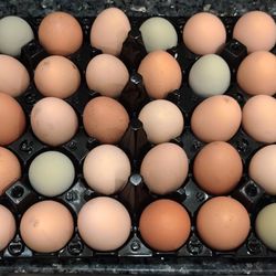 Organic Free-range Eggs For Sale
