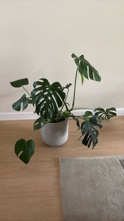 Monstera  plant