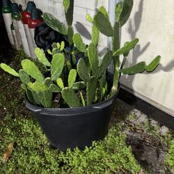 Huge heavy planter filled with prickly pear cactus $35