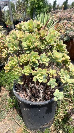 Aeonium haworthii,