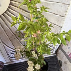 White And purple Bougainville Plant Flower 