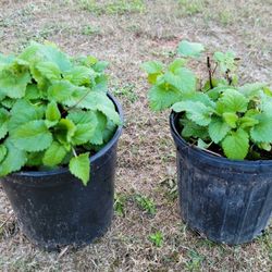 Lemon Balm