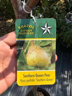 Southern Queen Pear tree