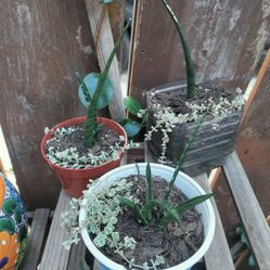 Snake Plant Variety With Succulent 