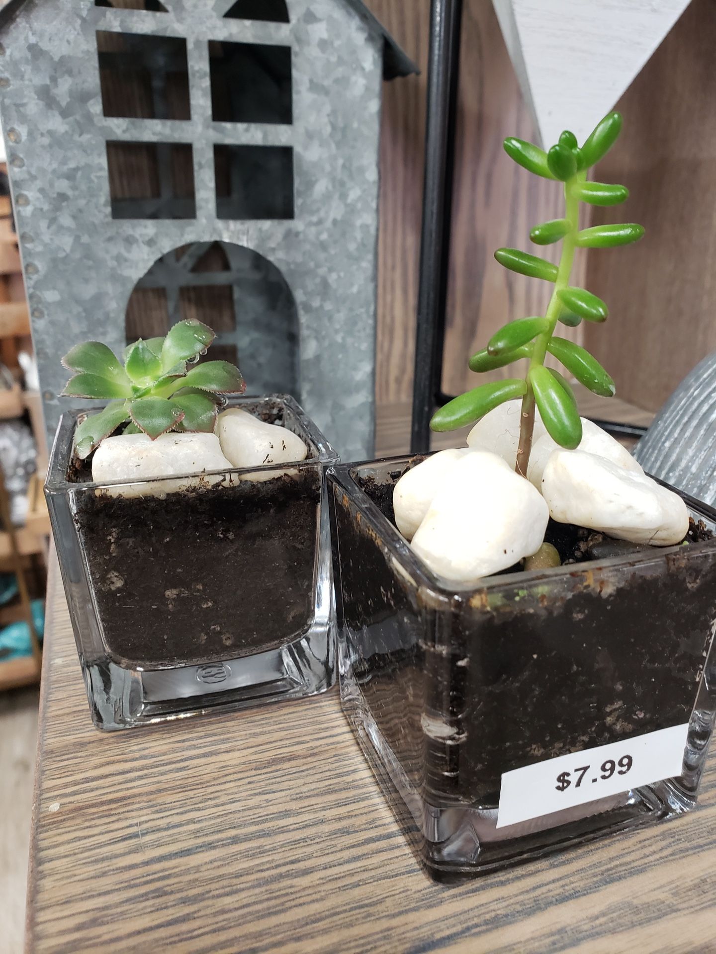 Plants