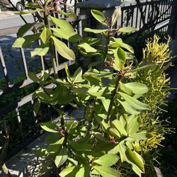 Euphorbia umbellata Purple Milk Bush Flowers Plant