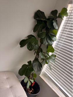 Ficus natural