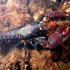 Rocklobster