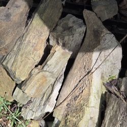 Petrified wood