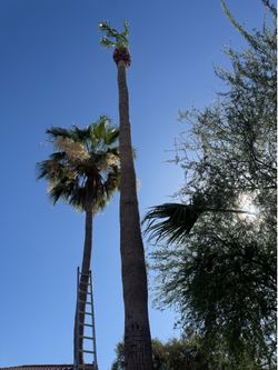 Palm