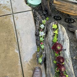 Succulents And Driftwood