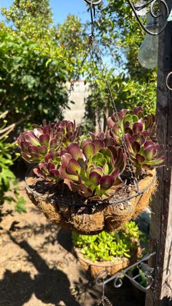 Hanging succulent/planta suculenta