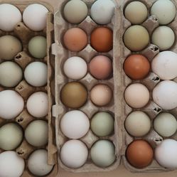 Chickens Eggs