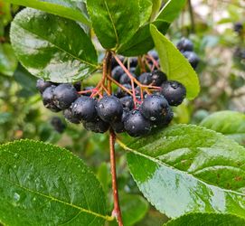 Black Chokeberry / Aronia