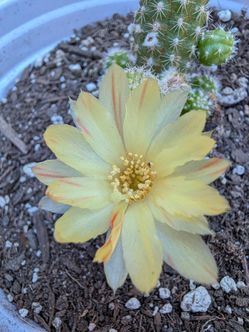 Chamaecereus peanut cactus $10 about 1 inch big. Will ship bare root.