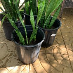 Indoor Or Shade Plants 