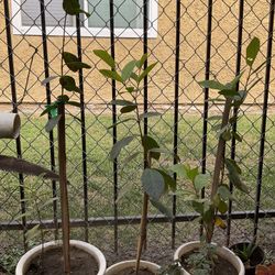 White Guava Plant $33