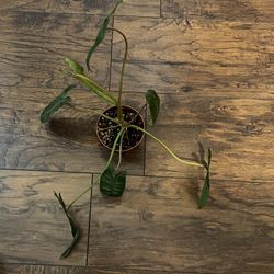 Philodendron Billietiea Plant