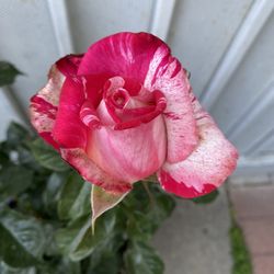 Rose Bush Plant, In 5 Gallons Pot Pick Up Only