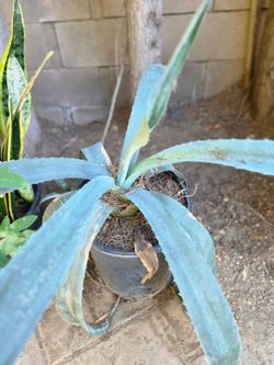 Agave