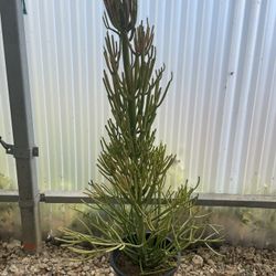 Fire Sticks (pencil Cactus)