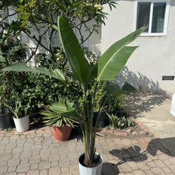 Bird Of Paradise Over 5ft