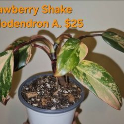 Strawberry Shake Philodendron Location in description