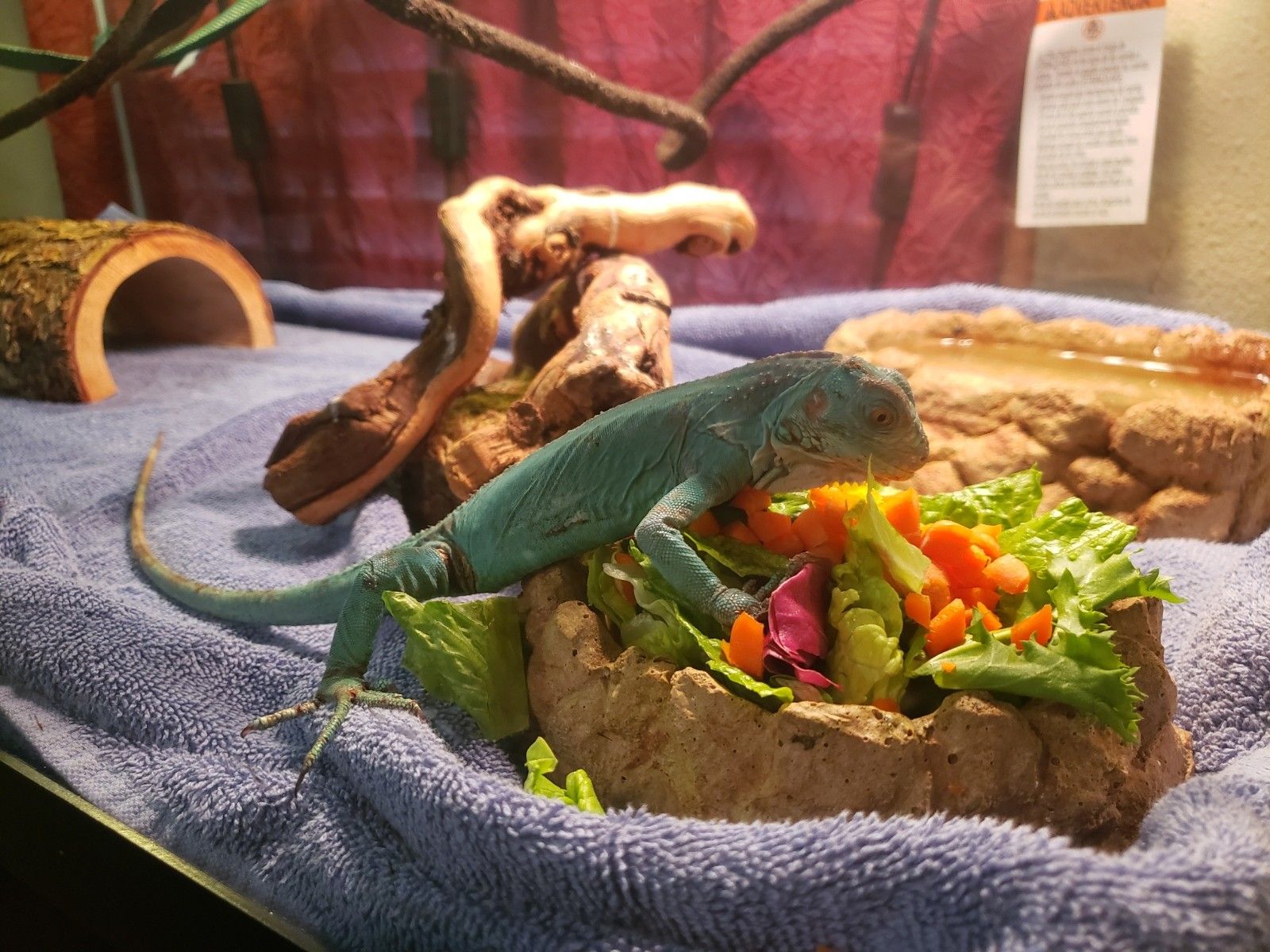 Blue Iguana 50 gallon tank