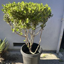 Boxwood Topiary 