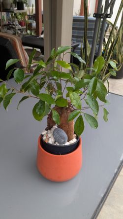 indoor plant with pot