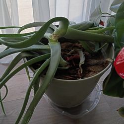 House Plant Aloa Vera