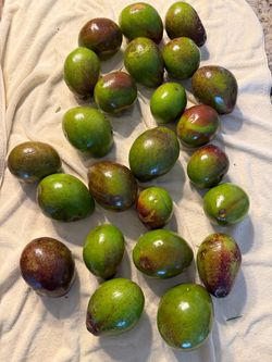 Organic avocado