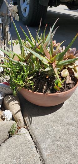 Succulent Variety Planter