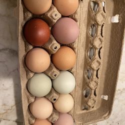 Fresh Eggs 