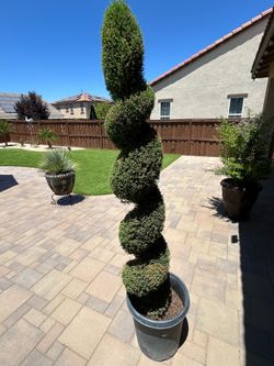 Lemon Cypress Spiral