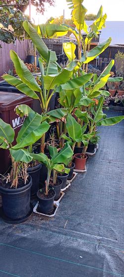 Banana Cavendish Fruiting Tree