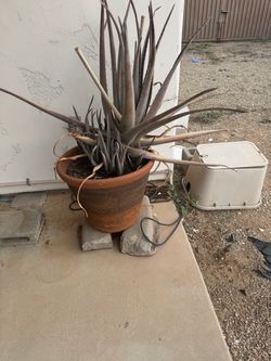 Large Agave Plant in Terra Cotta Pot