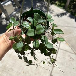 4” Hoya Mathilde 