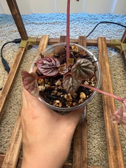 Free with purchase. Peperomia red Luna plant