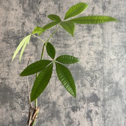 Money Tree Plant