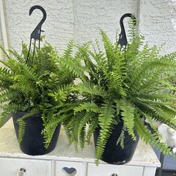Ferns 20 each