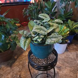 Healthy Satin Pothos Plant In Nice 7in Ceramic Pot 