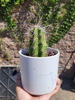toothpick cactus