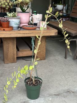 Silver dollar vine