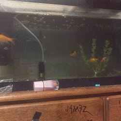 20 Gallon With Gold Fish 
